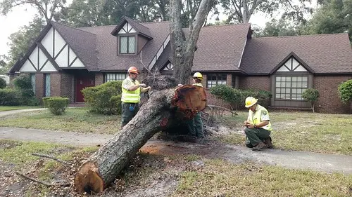 Tree removal in Raleigh. Weathering the storm damaged trees