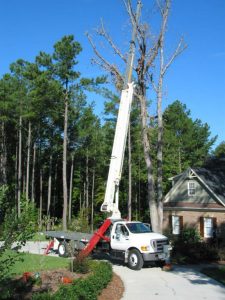 Tree Service Raleigh