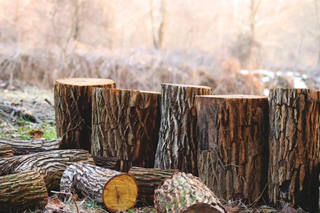 Depth of Field Photography of Brown Tree Logs, Angier tree removal