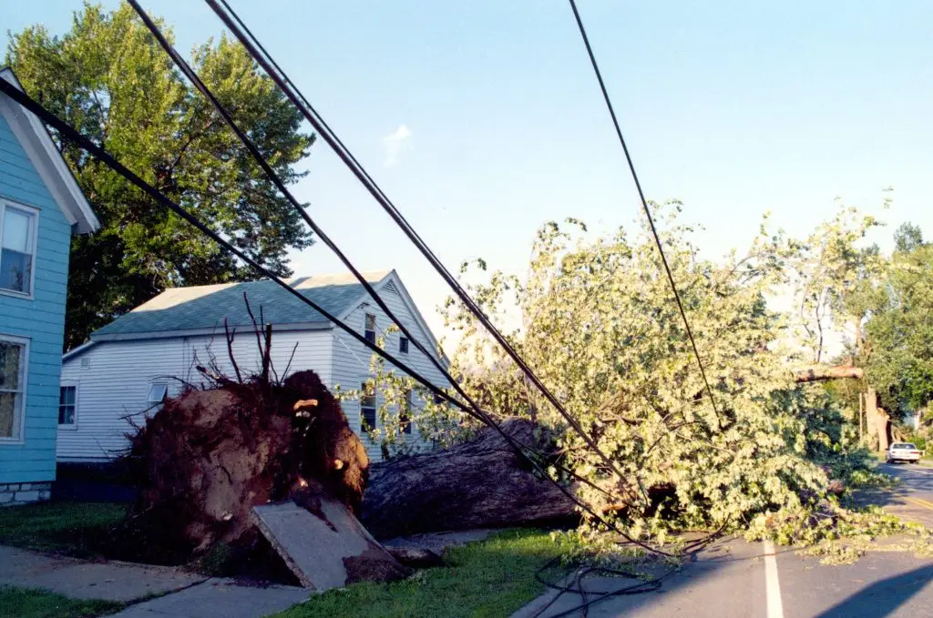 Zebulon tree removal