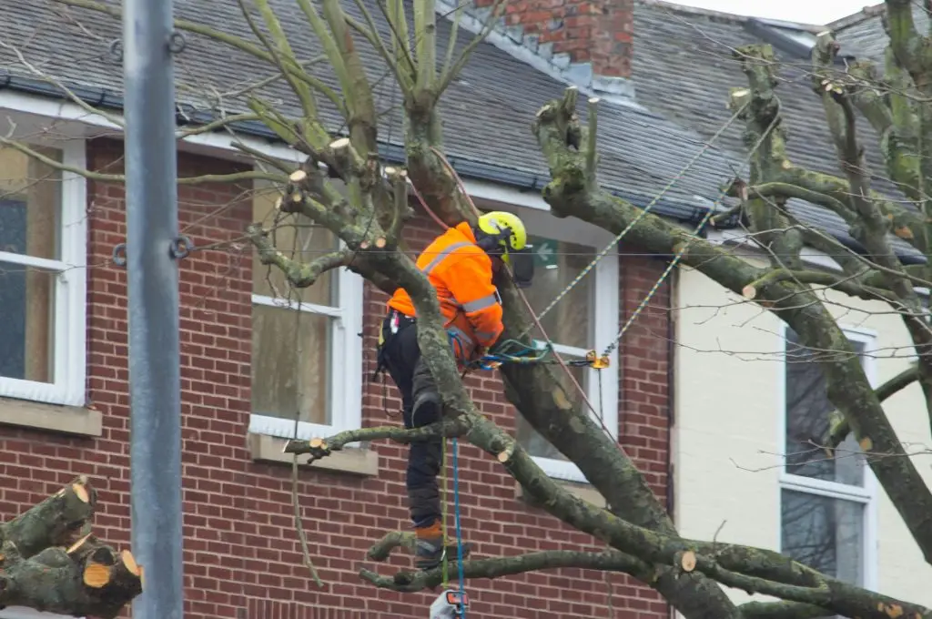 Tree removal, tree service, stump grinding